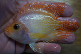 Goldbase Flowerhorn 1-7.1