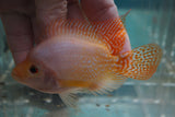 Goldbase Flowerhorn 1-7.1