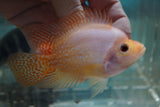 Goldbase Flowerhorn 1-7.1