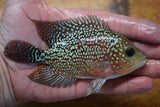 Goldbase Flowerhorn 3-3.1