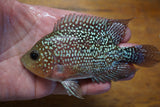 Goldbase Flowerhorn 3-3.1