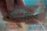 Goldbase Flowerhorn 3-3.1