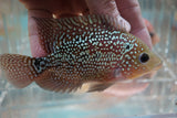Goldbase Flowerhorn 3-3.1