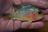 Goldbase Flowerhorn 3-6.2