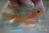 Goldbase Flowerhorn 3-6.2