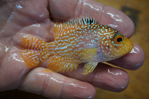 Goldbase Flowerhorn 3-9.2
