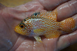 Goldbase Flowerhorn 3-9.2