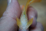 Goldbase Flowerhorn 3-9.2