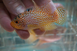 Goldbase Flowerhorn 3-9.2