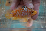 Goldbase Flowerhorn 3-9.2