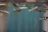 Tiger Endlers (Poecilia wingei) Listing is for 6 pairs