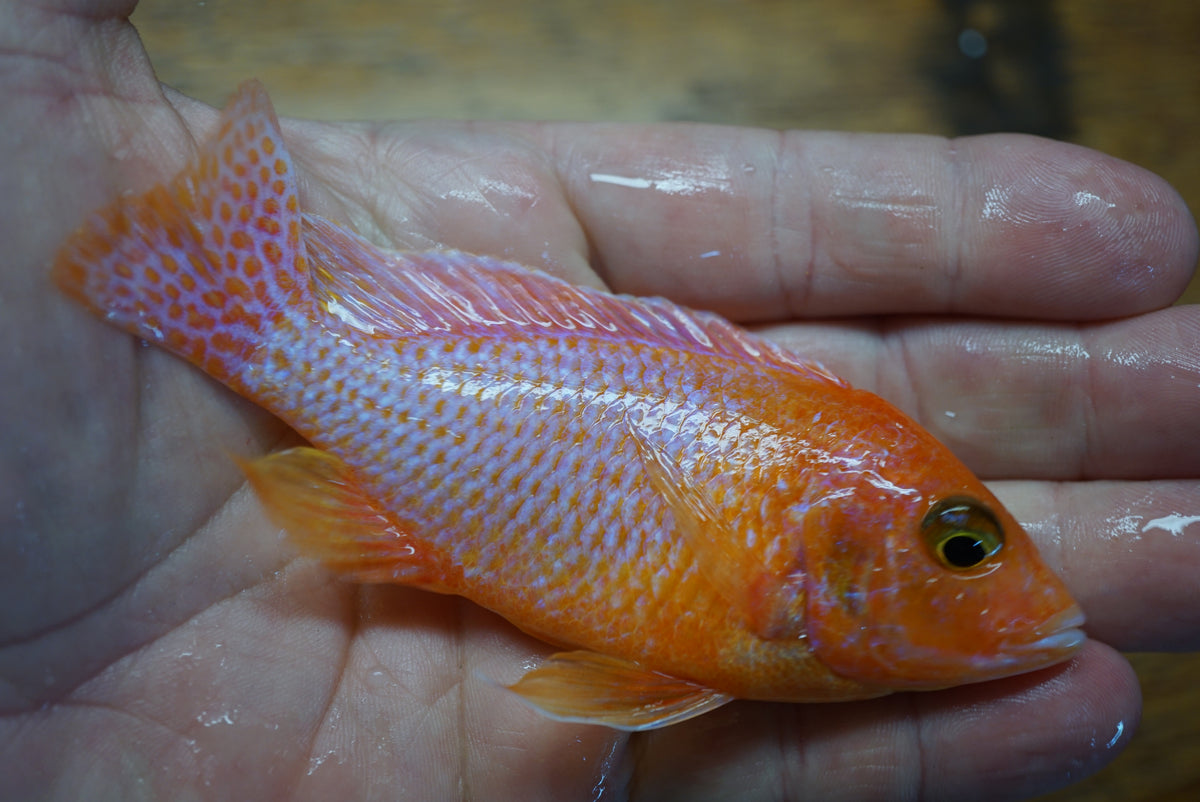 Dragon Blood Peacock Cichlid (Aulonocara sp.) 5 inch - Tilapia Store