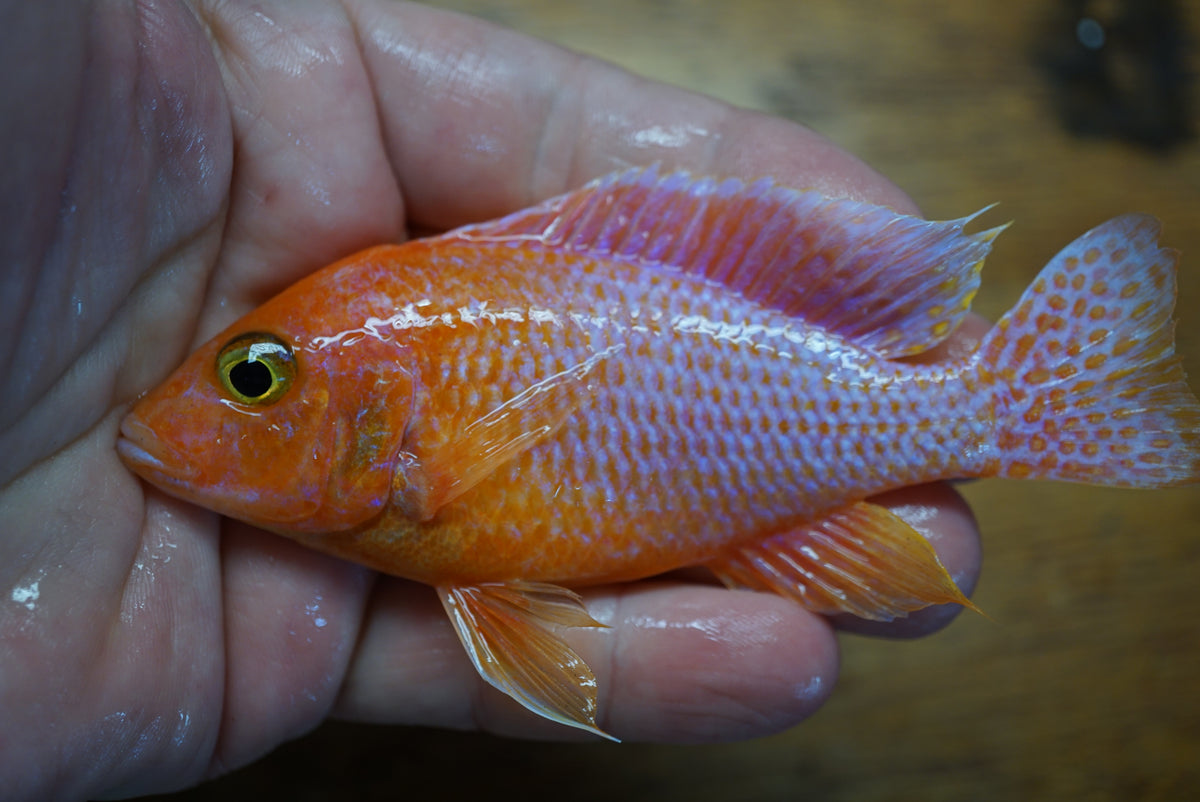 Dragon Blood Peacock Cichlid (Aulonocara sp.) 5 inch - Tilapia Store