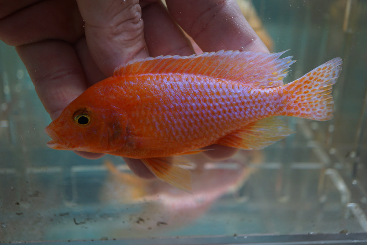 Dragon Blood Peacock Cichlid (Aulonocara sp.) 5 inch - Tilapia Store