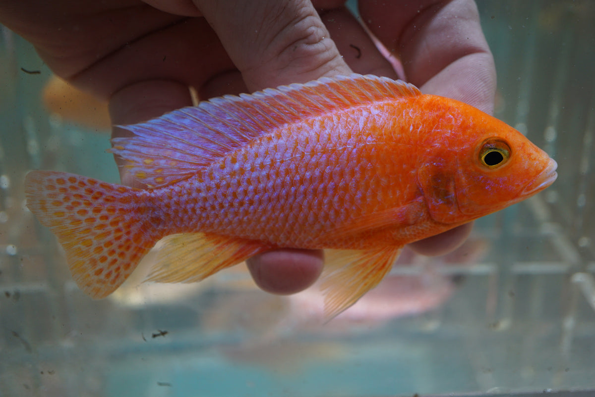 Dragon Blood Peacock Cichlid (Aulonocara sp.) 5 inch - Tilapia Store
