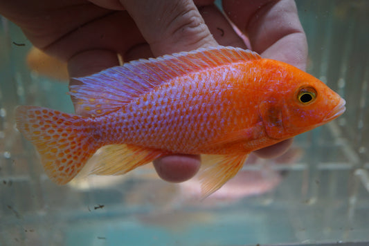 Dragon Blood Peacock Cichlid (Aulonocara sp.) 5 inch - Tilapia Store