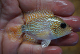 Red Texas Flowerhorn