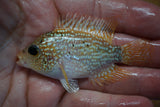 Red Texas Flowerhorn
