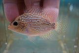 Red Texas Flowerhorn