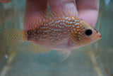 Red Texas Flowerhorn