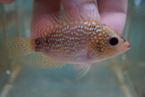 Red Texas Flowerhorn