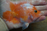 GB Flowerhorn Short body
