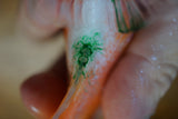 GB Flowerhorn Short body
