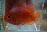 GB Flowerhorn Short body