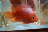GB Flowerhorn Short body