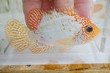 Goldbase Ghost, high pearling