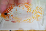 Goldbase Ghost, high pearling