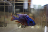 Blue Peacock Cichlid Hybrid