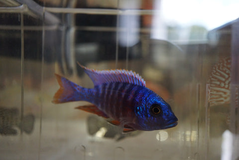 Blue Peacock Cichlid Hybrid