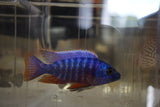 Blue Peacock Cichlid Hybrid