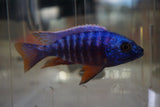 Blue Peacock Cichlid Hybrid