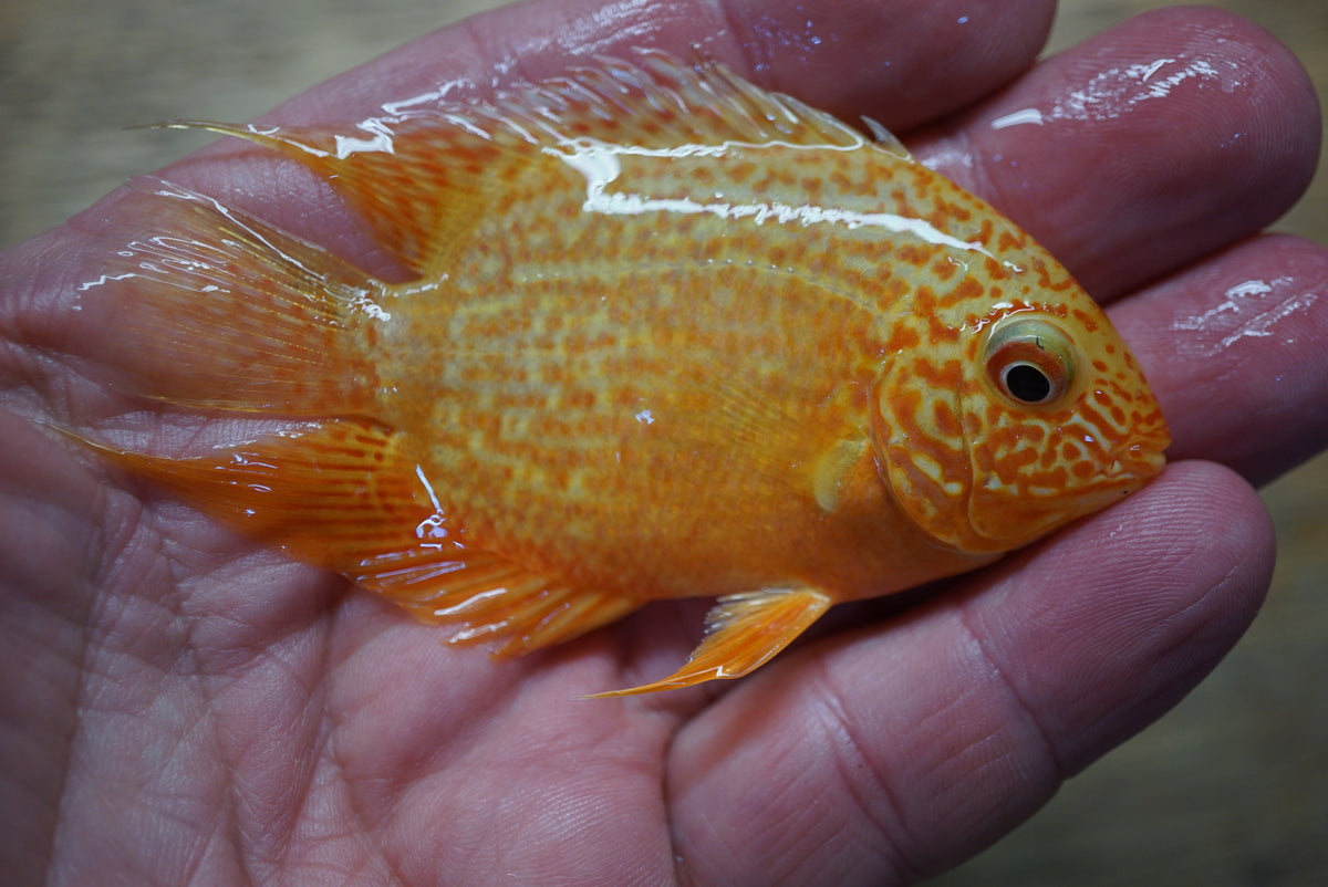 Live Red Spot Gold Severum cichlid 3.75 inch held in hand, actual fish, D&G Farms Tilapia Store