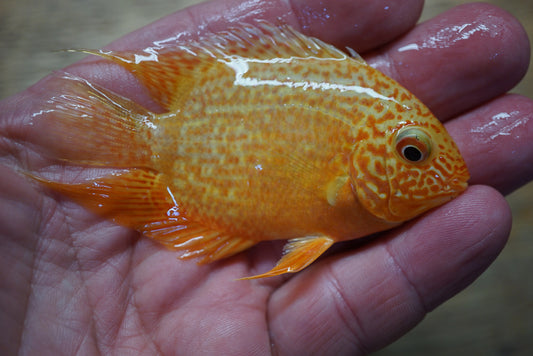 Live Red Spot Gold Severum cichlid 3.75 inch held in hand, actual fish, D&G Farms Tilapia Store