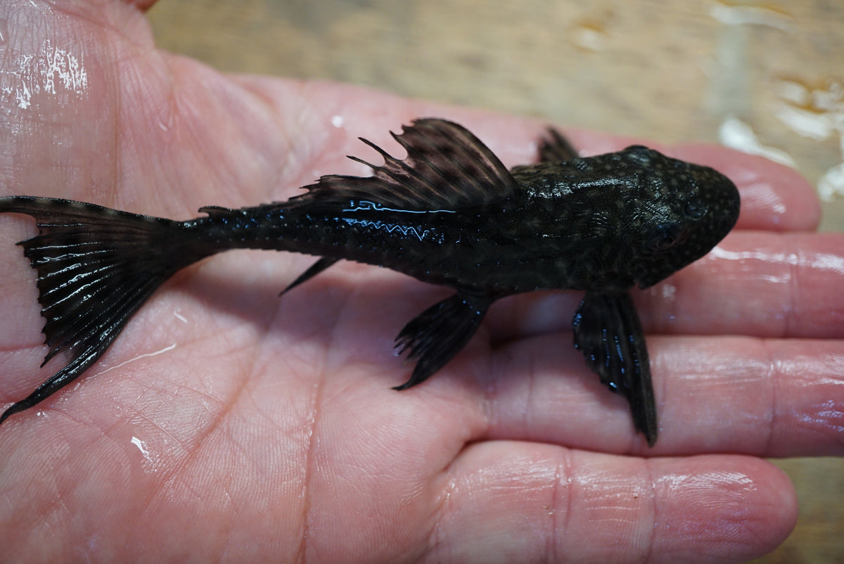 Live common plecostomus 5-6 inch algae eater pleco held in hand, D&G Farms Tilapia Store