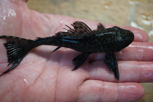 Live common plecostomus 5-6 inch algae eater pleco held in hand, D&G Farms Tilapia Store