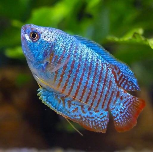 Blue Dwarf Gourami (Trichogaster lalius) – Tank Raised Freshwater Aquarium Fish