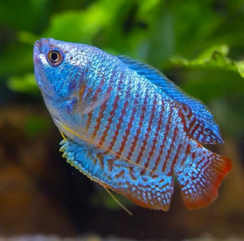 Blue Dwarf Gourami (Trichogaster lalius) – Tank Raised Freshwater Aquarium Fish