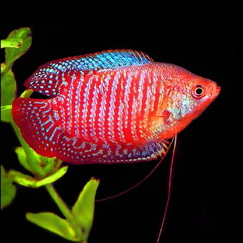 Live Dwarf Gourami aquarium fish from TilapiaStore.com