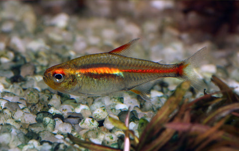 School of Glowlite Tetra – Group swimming in planted aquarium, hardy tropical community fish.