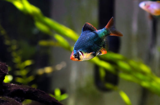 Healthy farm-raised Green Tiger Barb from TilapiaStore.com