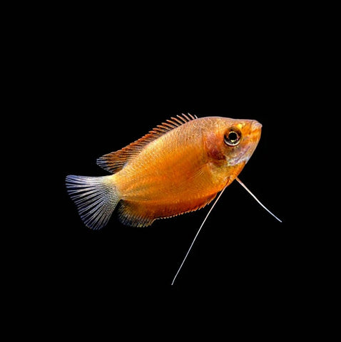 Honey Dwarf Gourami with golden-orange body and translucent fins in a freshwater aquarium.