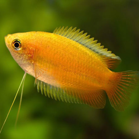 Live Honey Gourami aquarium fish from TilapiaStore.com