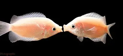 Kissing Gourami (Helostoma temminckii) — live freshwater aquarium fish bred in Florida at TilapiaStore, showing pink coloration and signature ‘kissing’ mouth behavior.