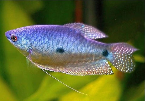 Lavender Gourami – Trichogaster species shown in full color, peaceful freshwater aquarium fish bred in Florida at TilapiaStore.