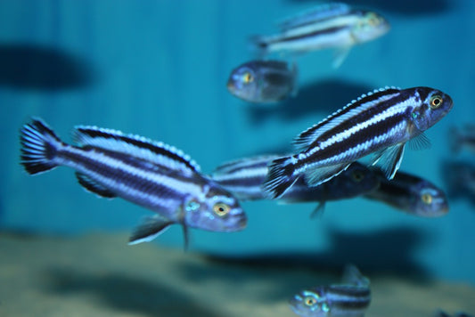 Maingano Cichlid included in the D&G Farms mixed Mbuna 6-pack