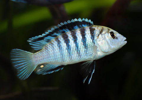 Pair of Zebra White Lab cichlids swimming over rocky substrate
